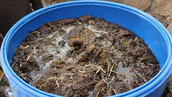 Bio Fertilizers